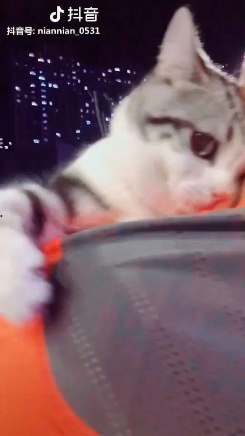 猫片福利在线视频